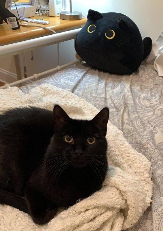 #猫猫
