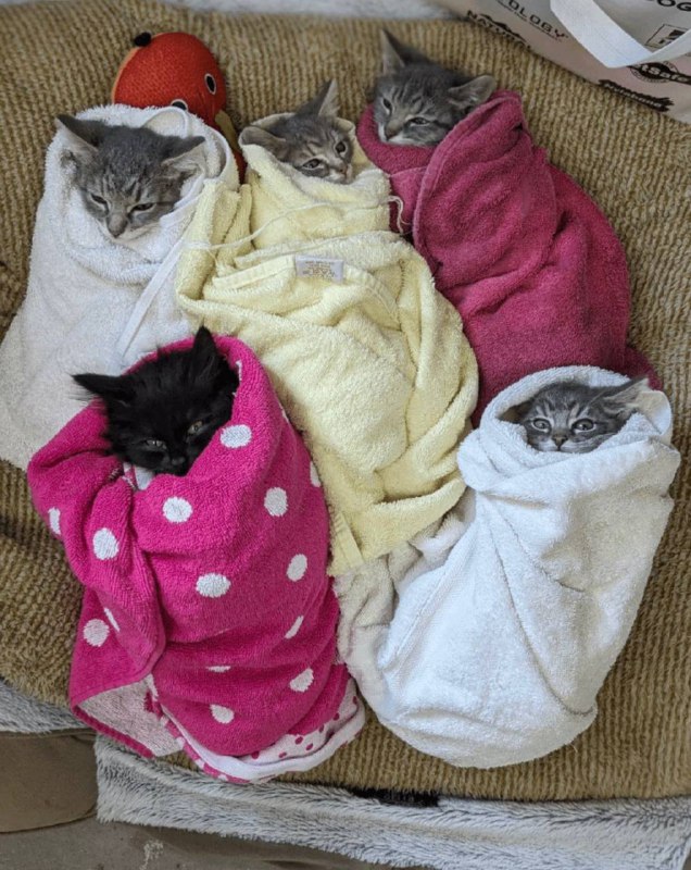 #猫猫