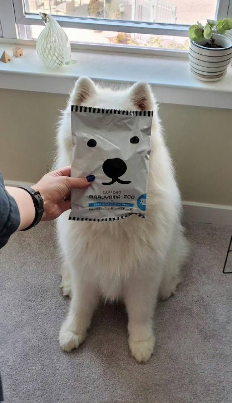 #狗狗