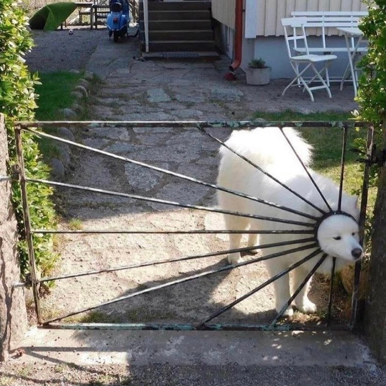 #狗狗