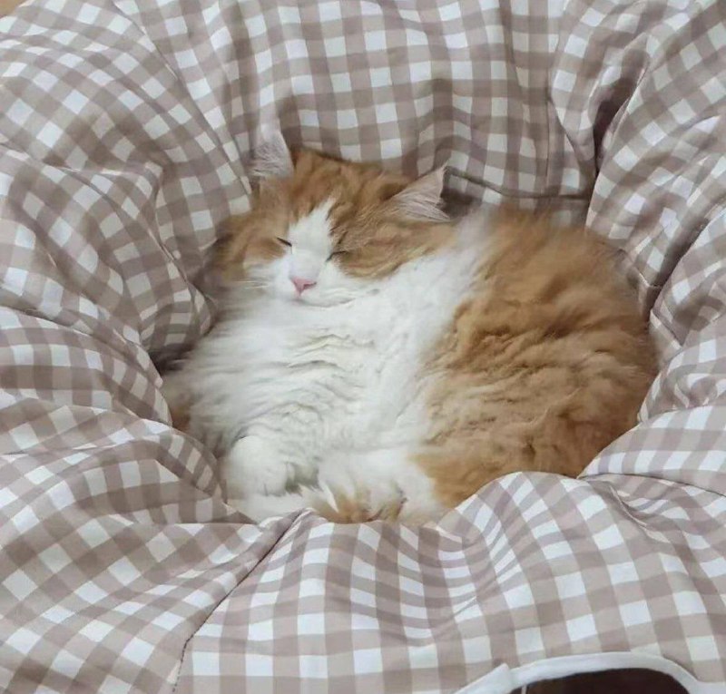 #猫猫