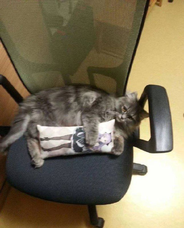 #猫猫