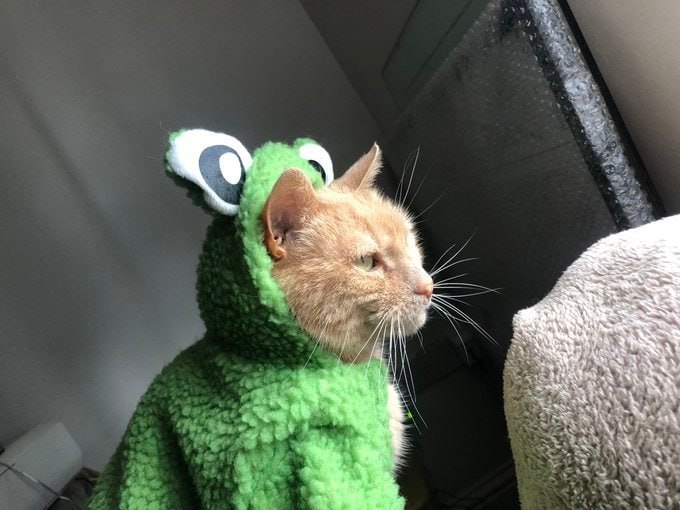 🐸#猫猫