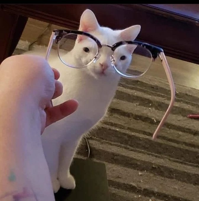 #猫猫