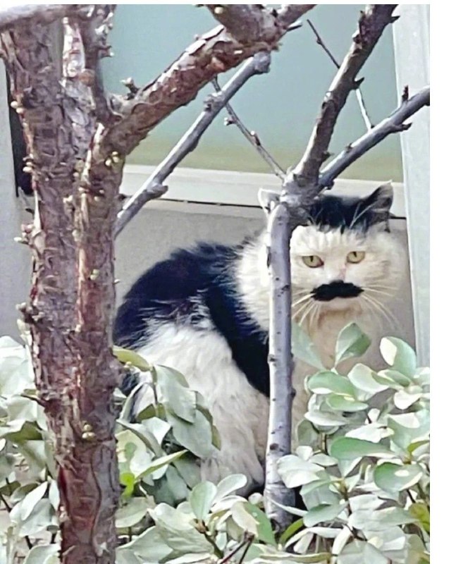这是个大佐级别的#猫猫这是个大佐级别的#猫猫