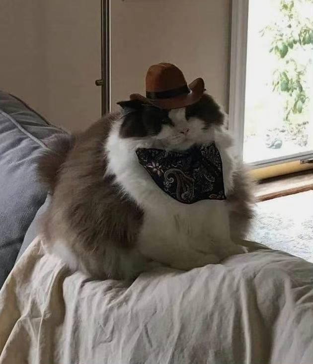 #猫猫 牛仔