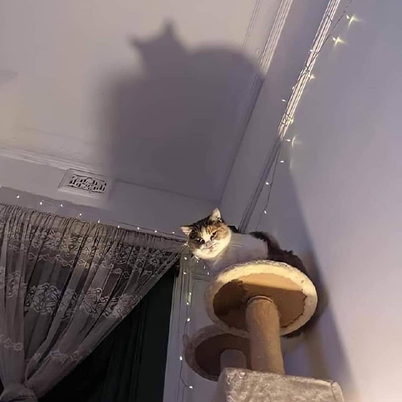 #猫猫