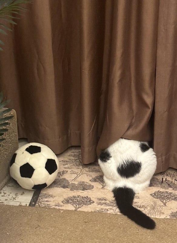 ⚽️#猫猫