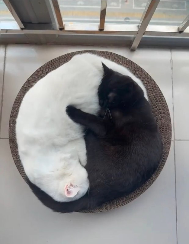 太极喵#猫猫