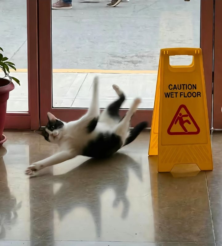 小心地滑……#猫猫