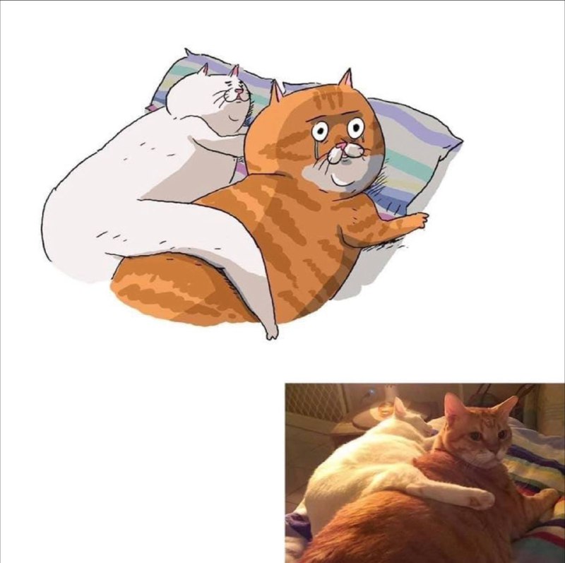 #猫猫