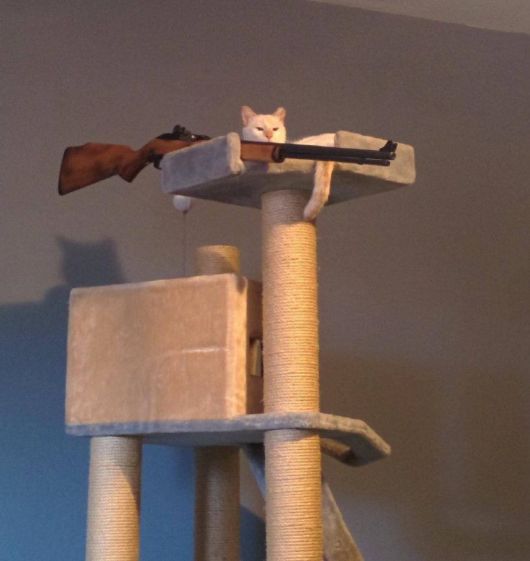 #猫猫