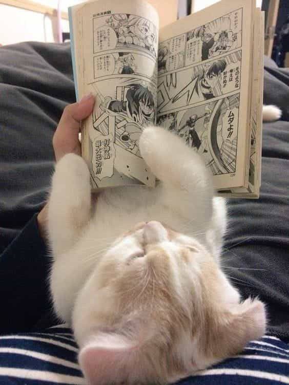 #猫猫