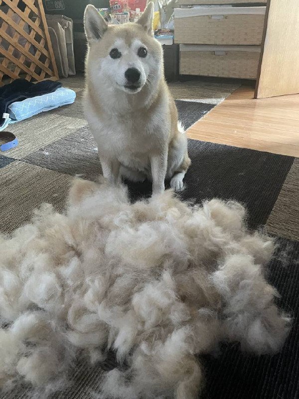 狗中绵羊#狗狗狗中绵羊#狗狗