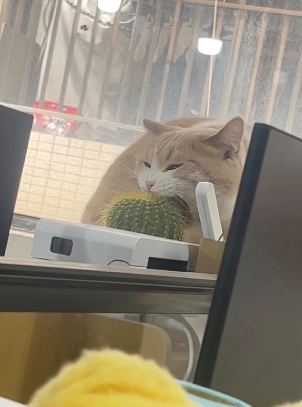 你真吃啊😧#猫猫
