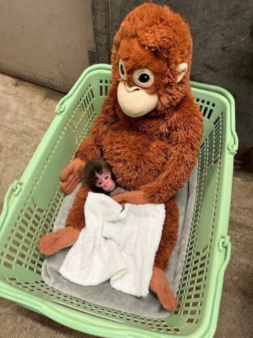 最近一只孤独小猴子Punch走红网络