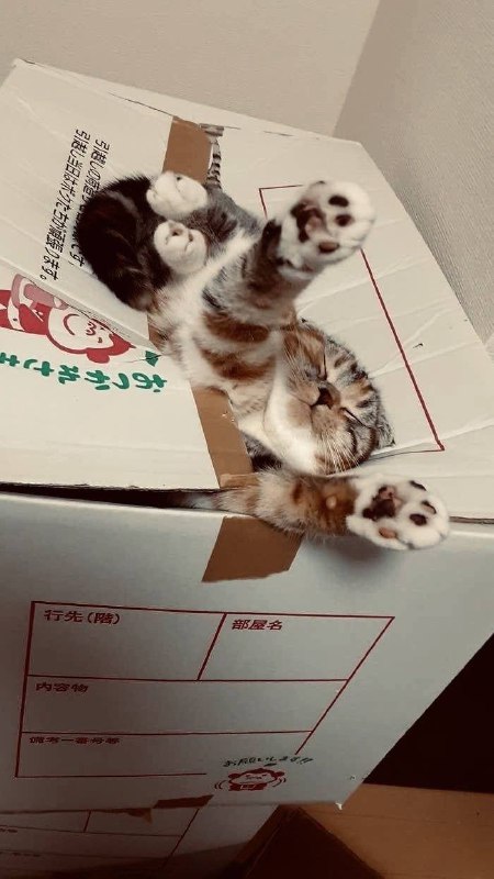 #猫猫