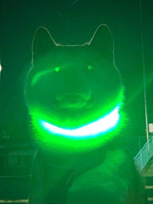 #狗狗