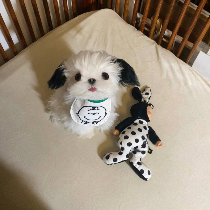 #狗狗#狗狗