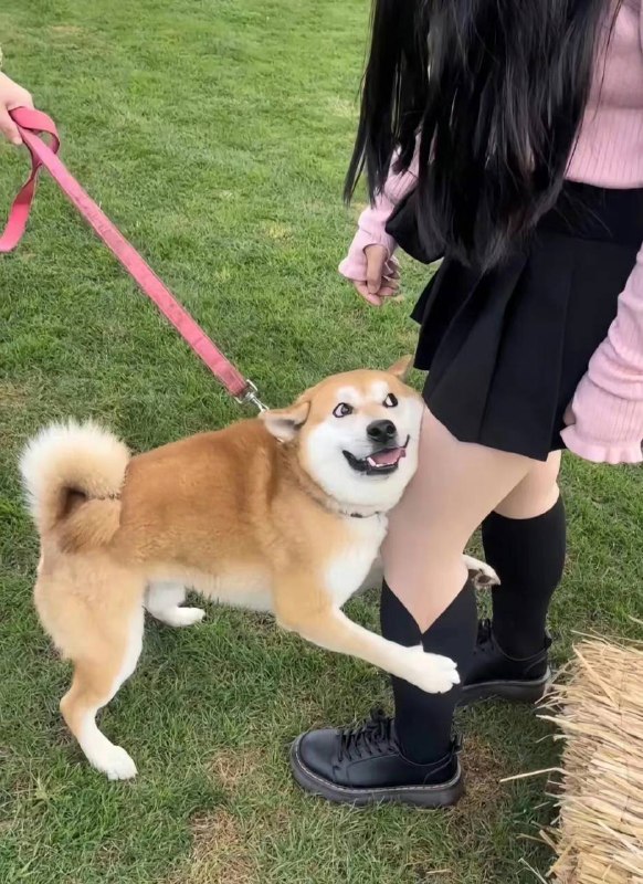 嘿嘿嘿😋#狗狗