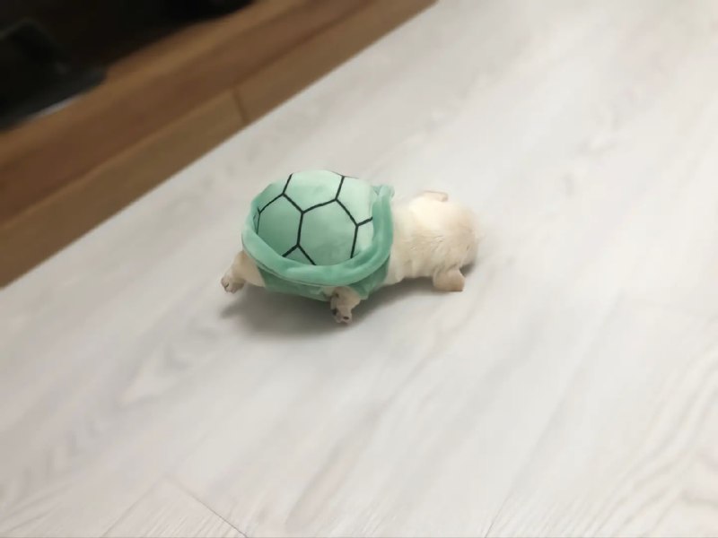 #狗狗#狗狗