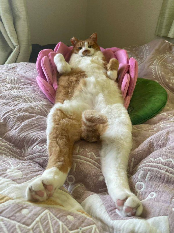 明明是同一款莲花猫窝，为什么差别这么大......😅#猫猫明明是同一款莲花猫窝，为什么差别这么大......😅#猫猫