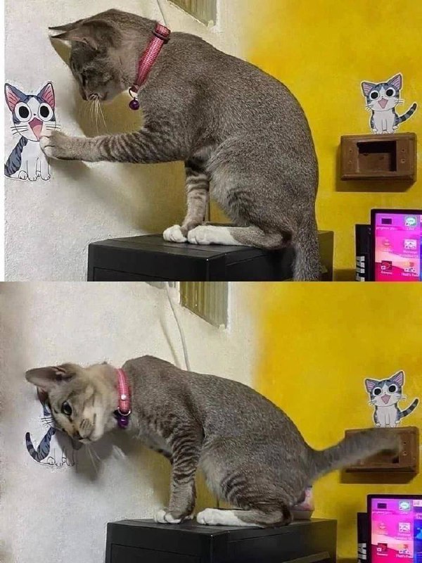 #猫猫