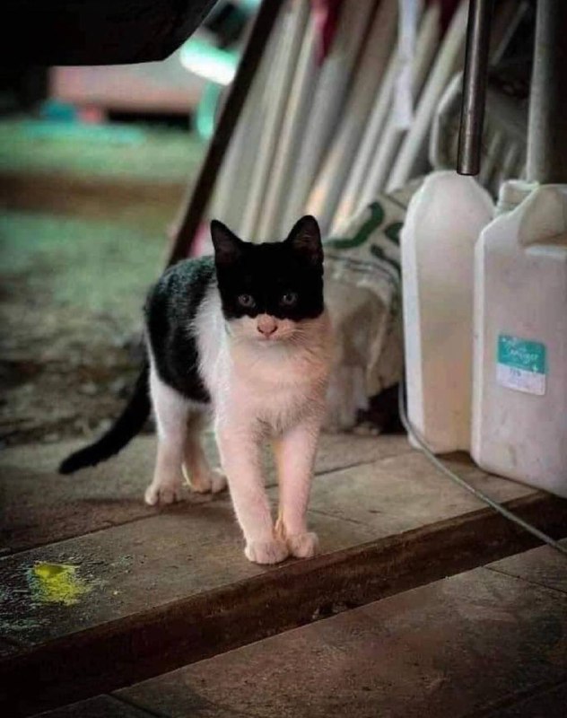 #猫猫 侠#猫猫 侠