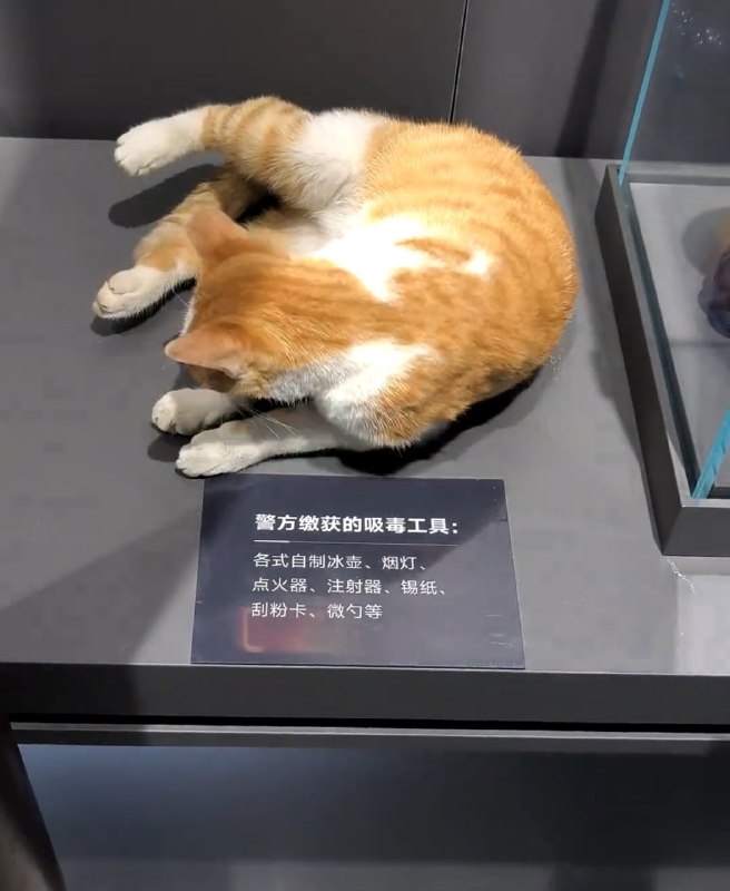 #猫猫