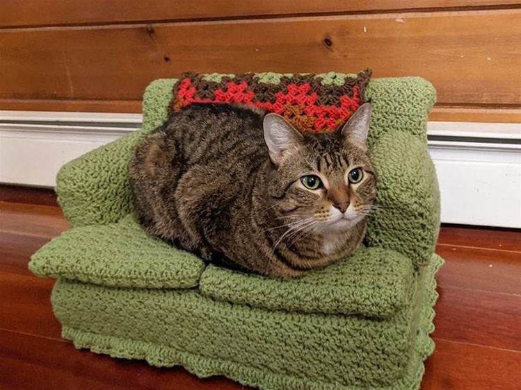 #猫猫