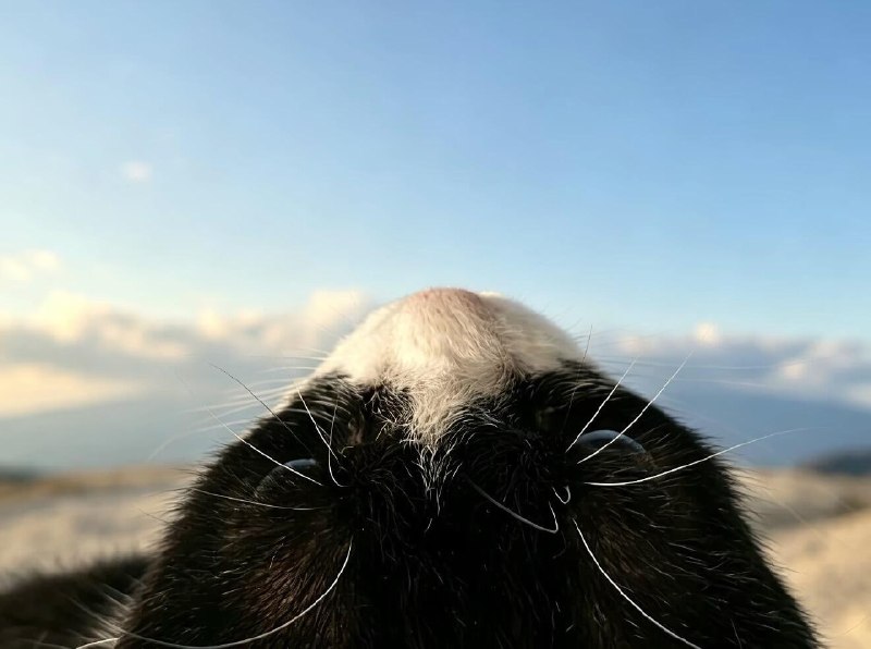 “我看到了真正的富士山”#猫猫