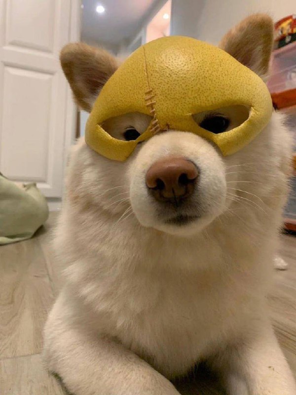 #狗狗