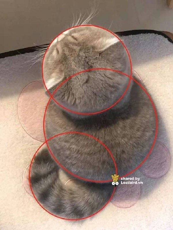 #猫猫#猫猫