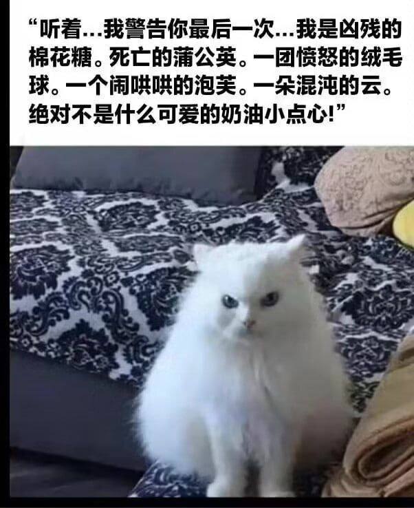 #猫猫