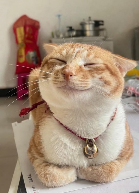 #猫猫