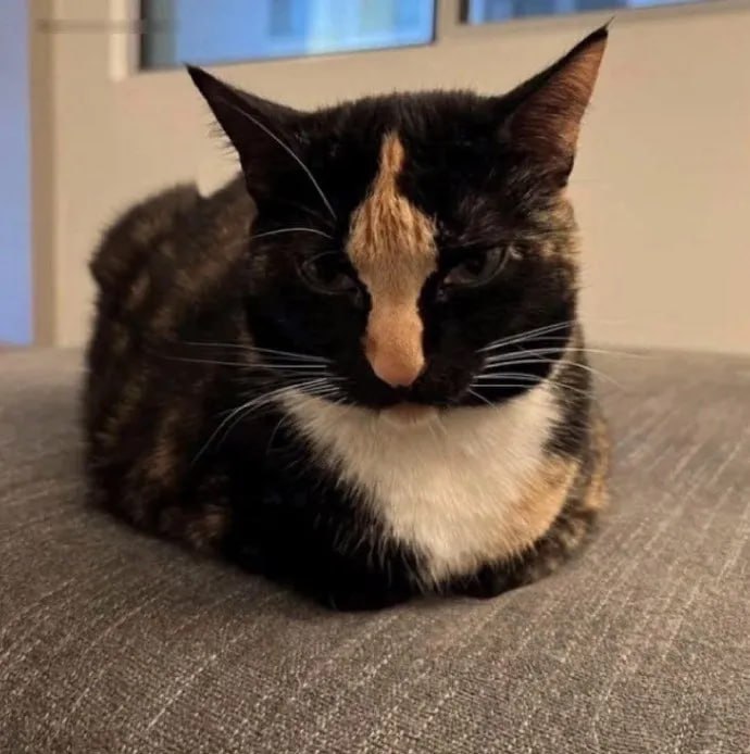 #猫猫