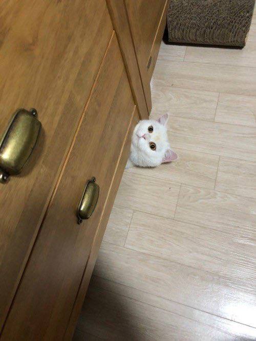 #猫猫