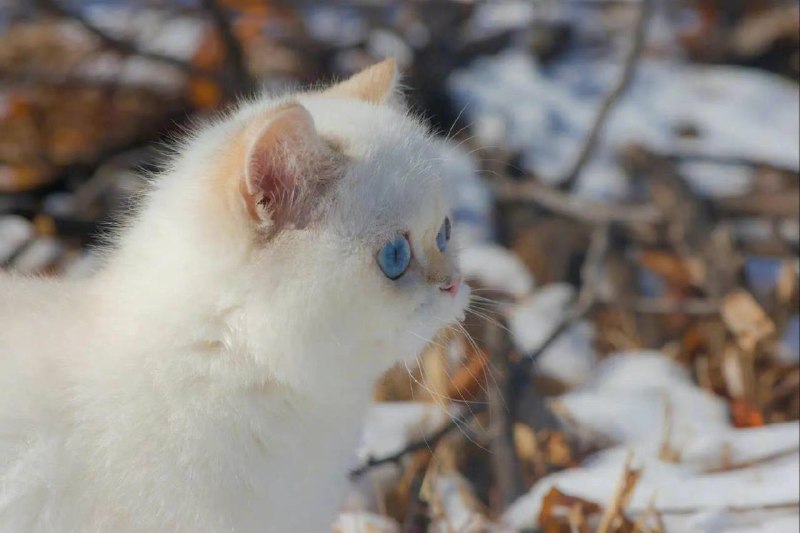 #猫猫雪地精灵#猫猫雪地精灵