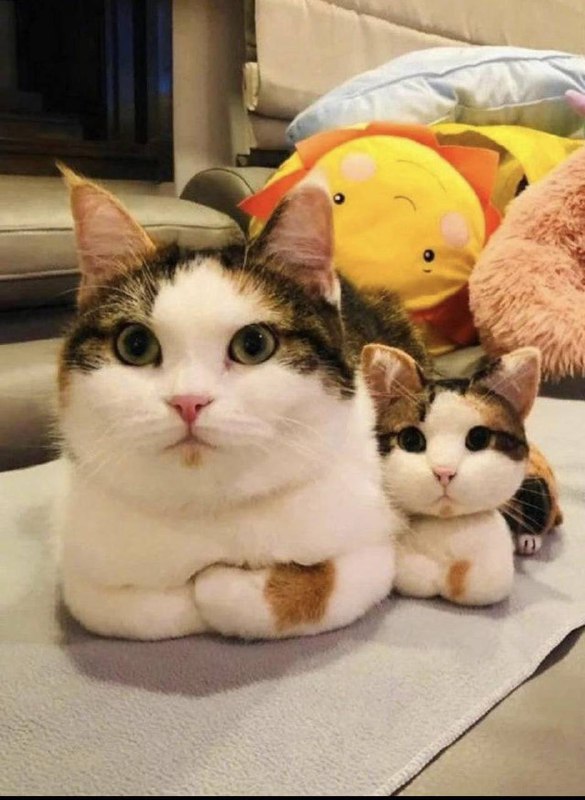 #猫猫
