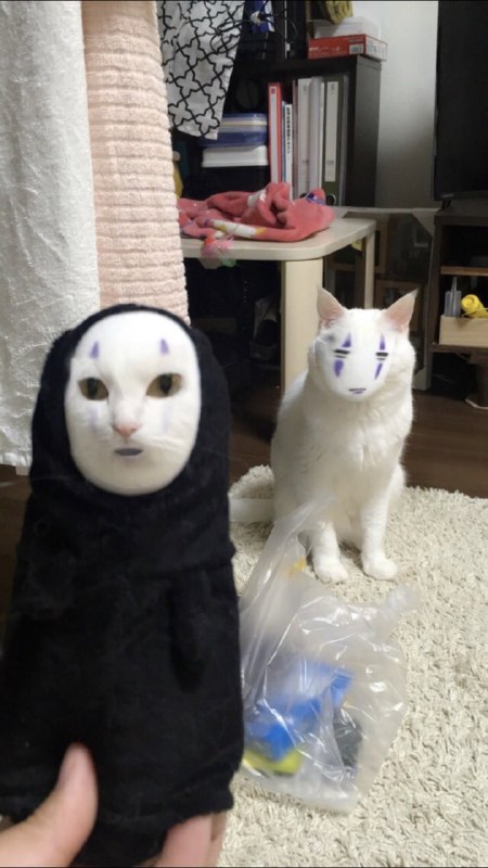 换脸 #猫猫换脸 #猫猫