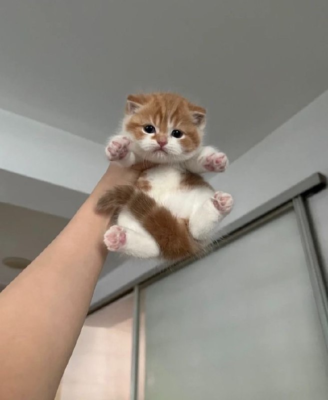 #猫猫