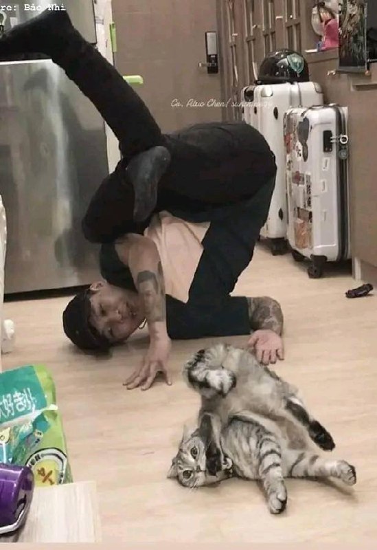 街舞 #猫猫