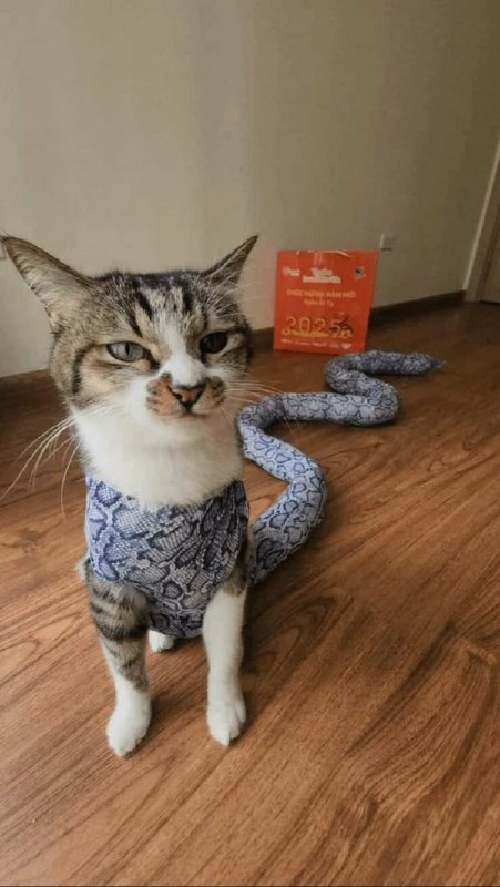 #猫猫