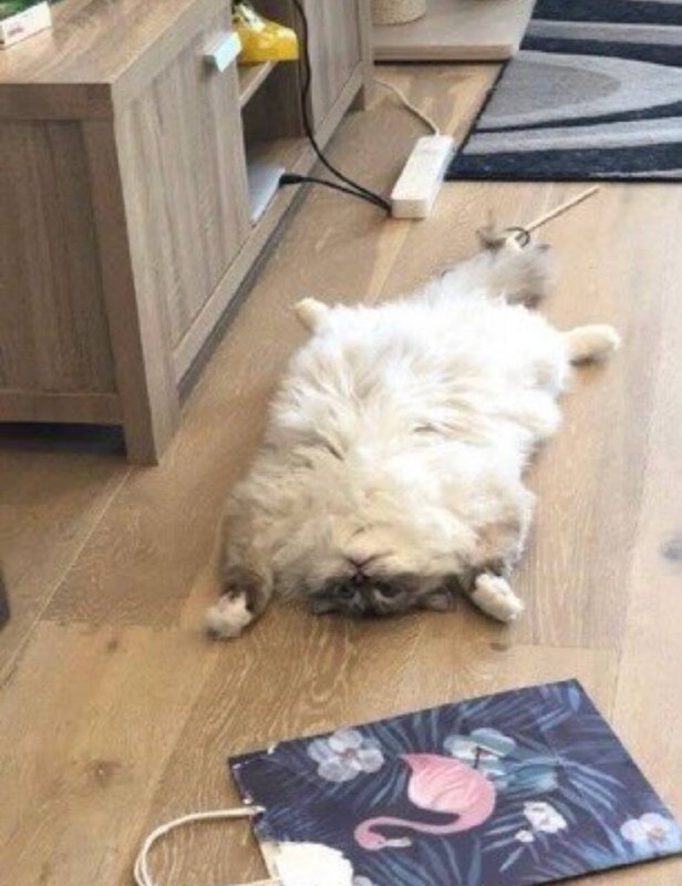 #猫猫