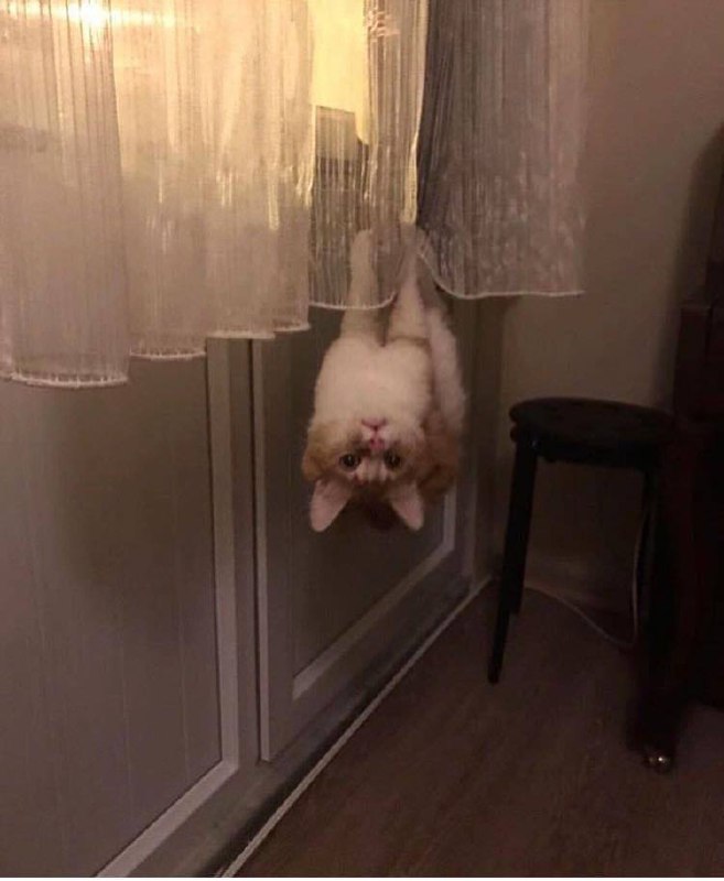 #猫猫