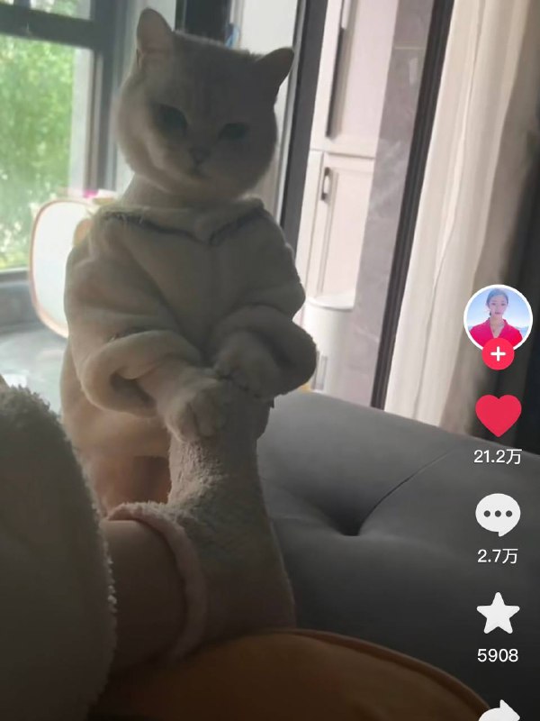 #猫猫#猫猫