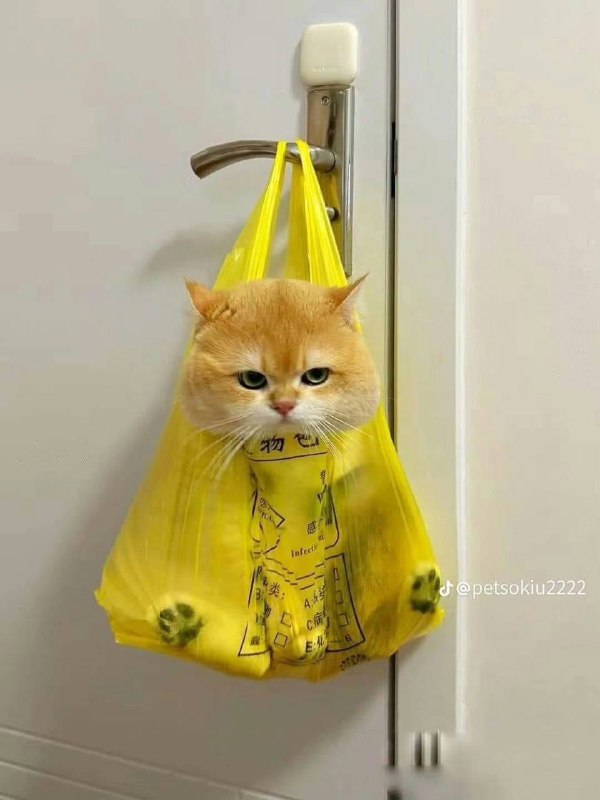 #猫猫#猫猫