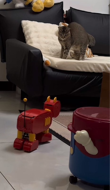 #猫猫