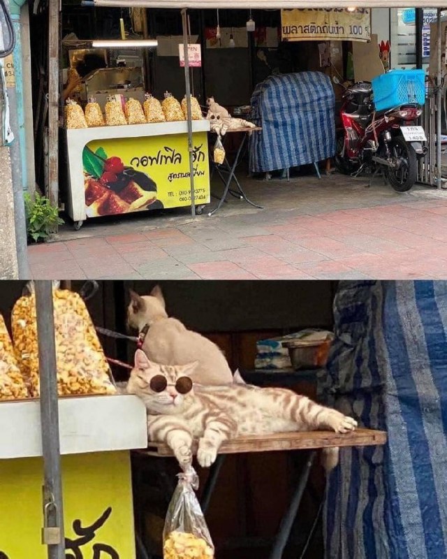 #猫猫