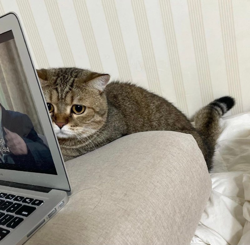 陪陪小猫吧陪陪小猫吧